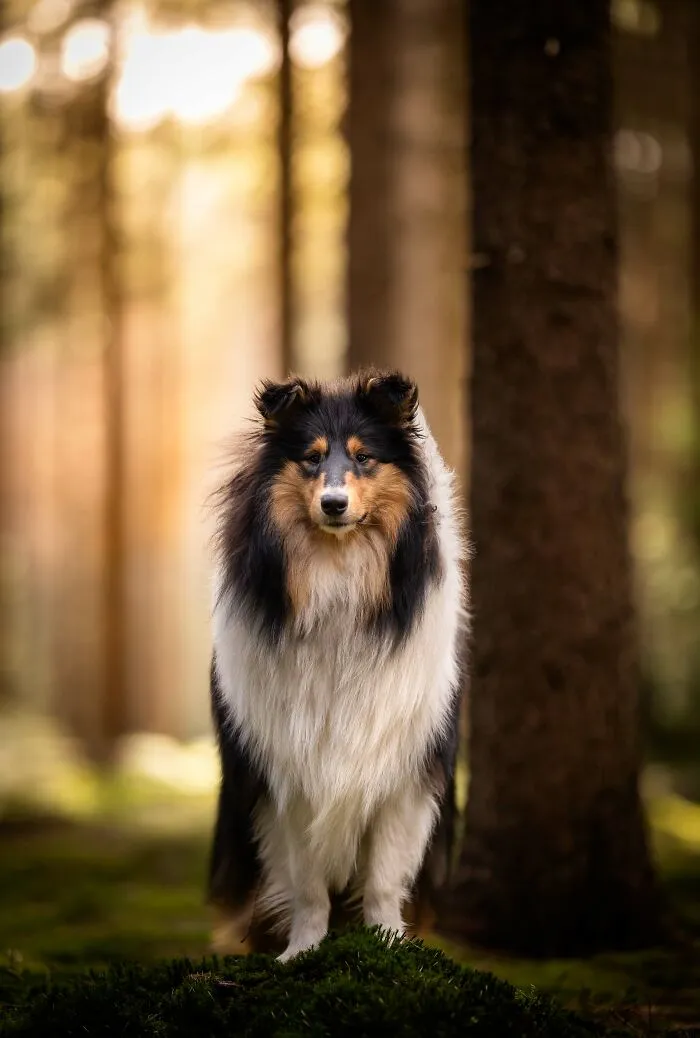 Throughout My Career As A Dog Photographer I've Met A Lot Of Wonderful Four-Legged Models, Here Are My Favorite Pictures (30 Pics)