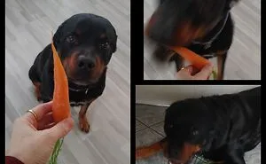 Hey Pandas, Offer Your Dog A Treat And Take A Picture Of Their Reaction (Closed)