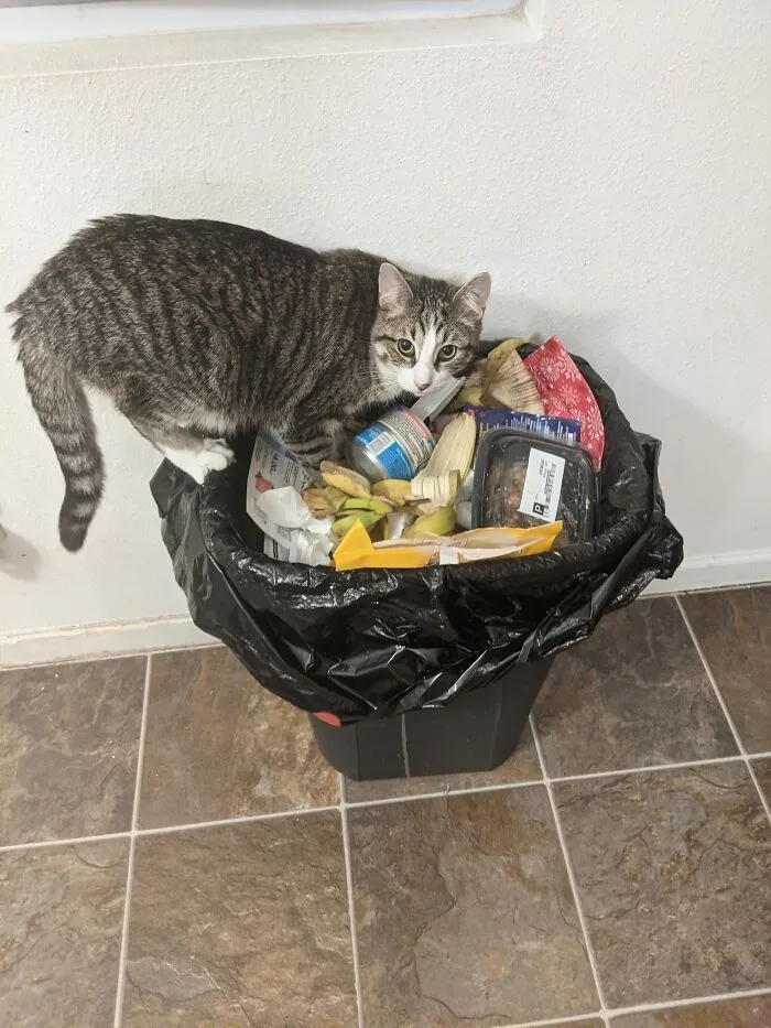 Are Raccoons Allowed?