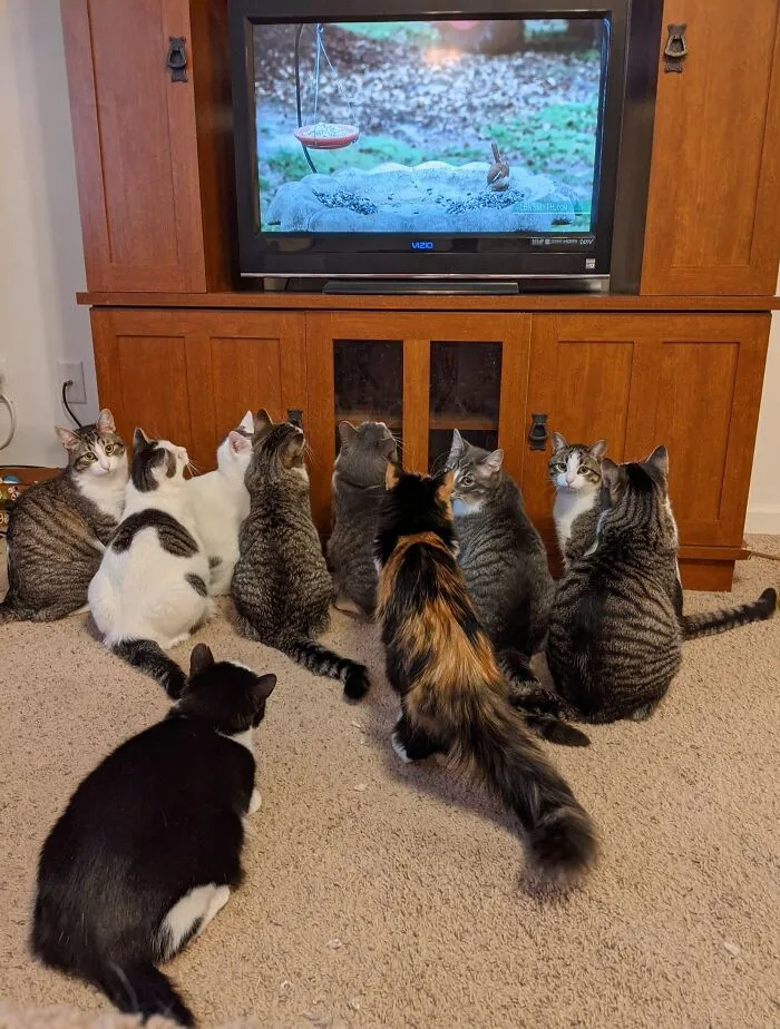 Gracie Is Sitting A Bit Behind Everyone Else. From Left To Right: Pickles, Josie, Marshmallow, Freckles, Shadow, Lily, Pebbles, Tulip, Beans