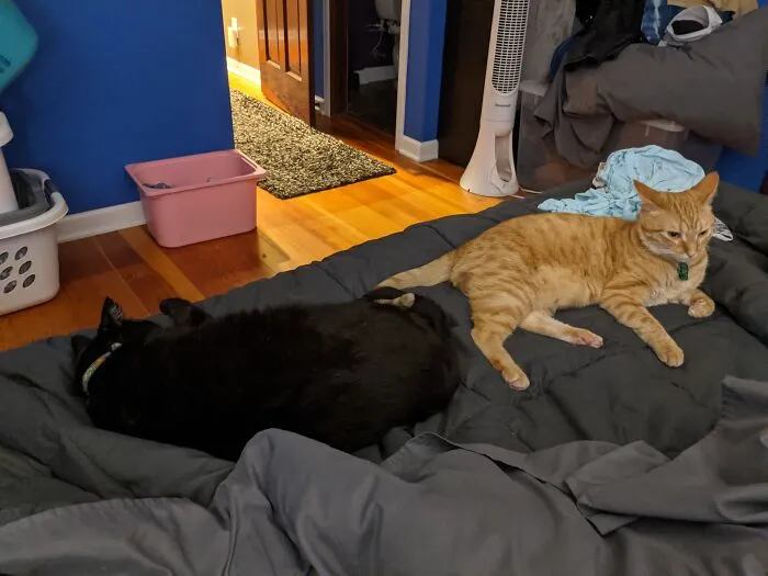 Eggs Was Not Amused With The Situation. Pancakes On The Other Hand Was Too Busy Sleeping.