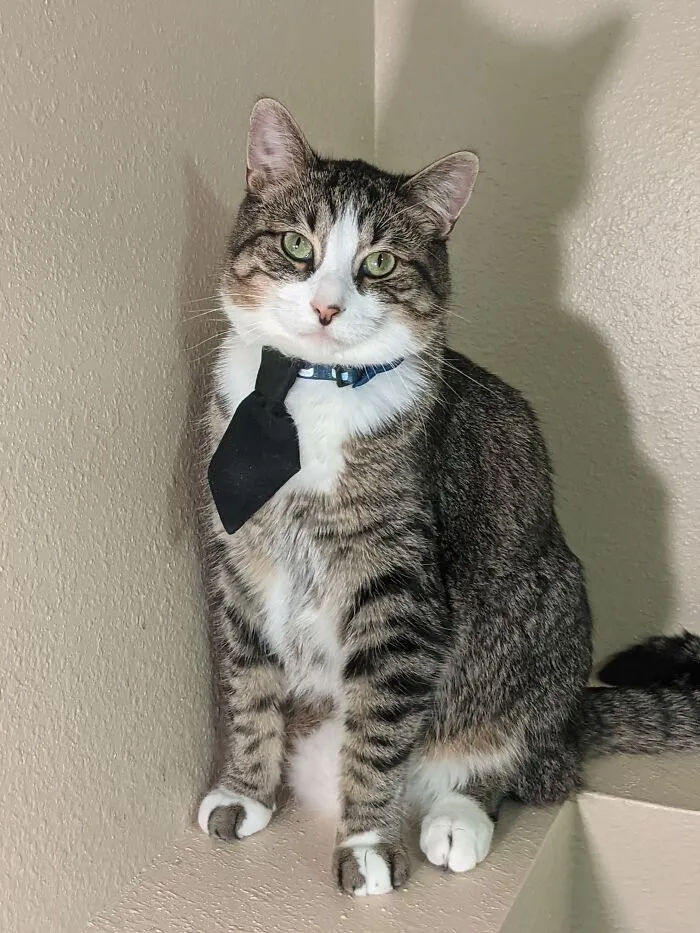 Freckles Needs A Date For The School Dance