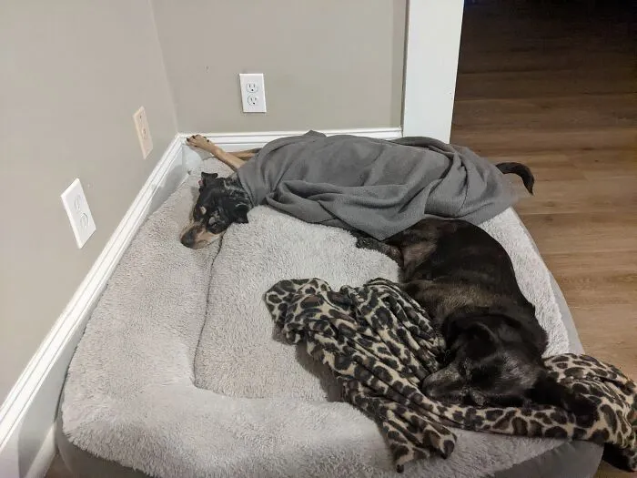 My Puppies