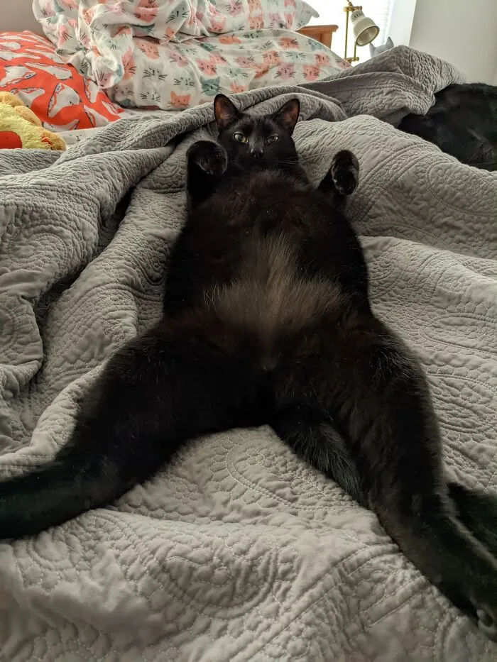 King Of The Bed