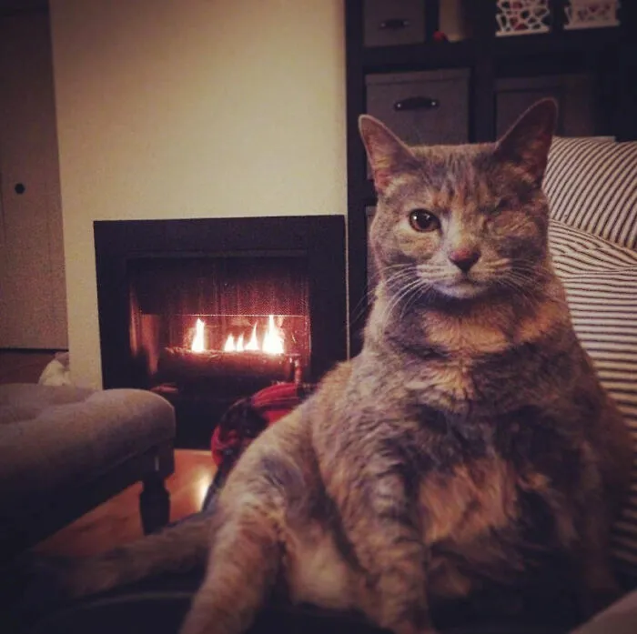 My One-Eyed Cat Wink. Oh Sorry, "Lady Winkerton". I Was Just Corrected.