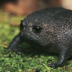 sadfrog