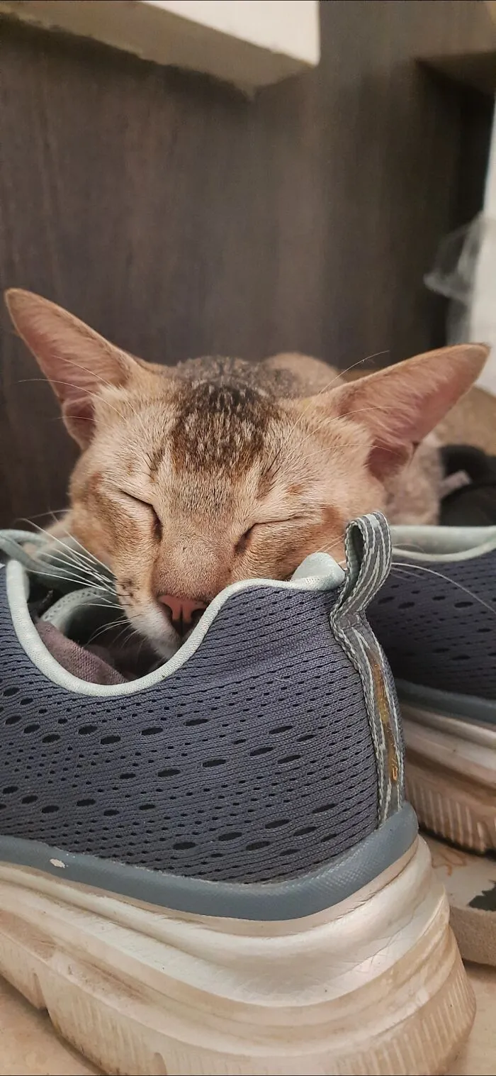 One Wouldn't Think That Gym Shoes Would Be So Comfortable