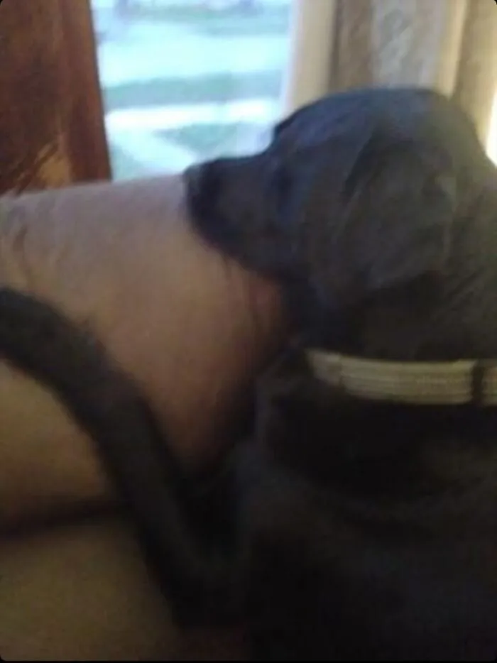 Max Looking Out The Window, Patiently Waiting For My Brother And My Aunt To Come Back From The Supermarket