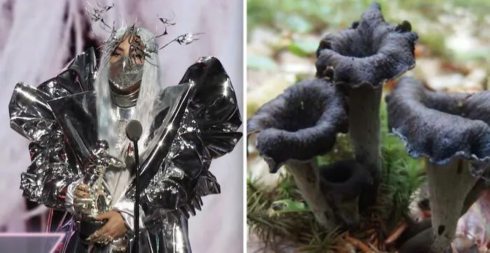 This Girl Is Comparing Lady Gaga's Looks To Mushrooms, And The Resemblance Is Surprising (20 Pics)