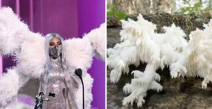 This Girl Is Comparing Lady Gaga's Looks To Mushrooms, And The Resemblance Is Surprising (20 Pics)
