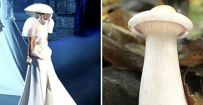 This Girl Is Comparing Lady Gaga's Looks To Mushrooms, And The Resemblance Is Surprising (20 Pics)