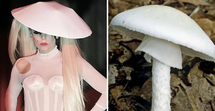 This Girl Is Comparing Lady Gaga's Looks To Mushrooms, And The Resemblance Is Surprising (20 Pics)