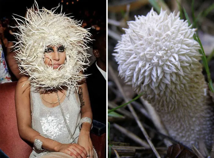 This Girl Is Comparing Lady Gaga's Looks To Mushrooms, And The Resemblance Is Surprising (20 Pics)