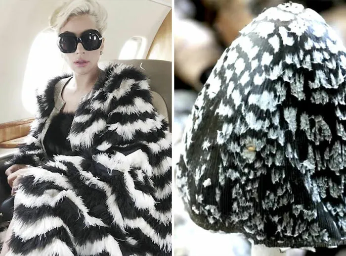 This Girl Is Comparing Lady Gaga's Looks To Mushrooms, And The Resemblance Is Surprising (20 Pics)