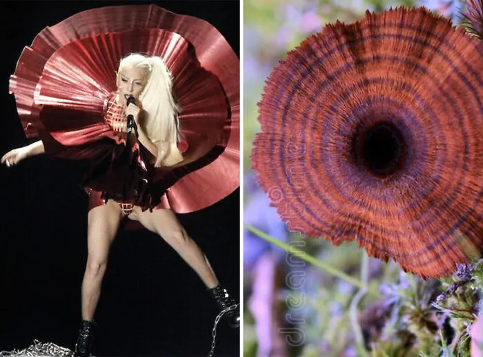 This Girl Is Comparing Lady Gaga's Looks To Mushrooms, And The Resemblance Is Surprising (20 Pics)