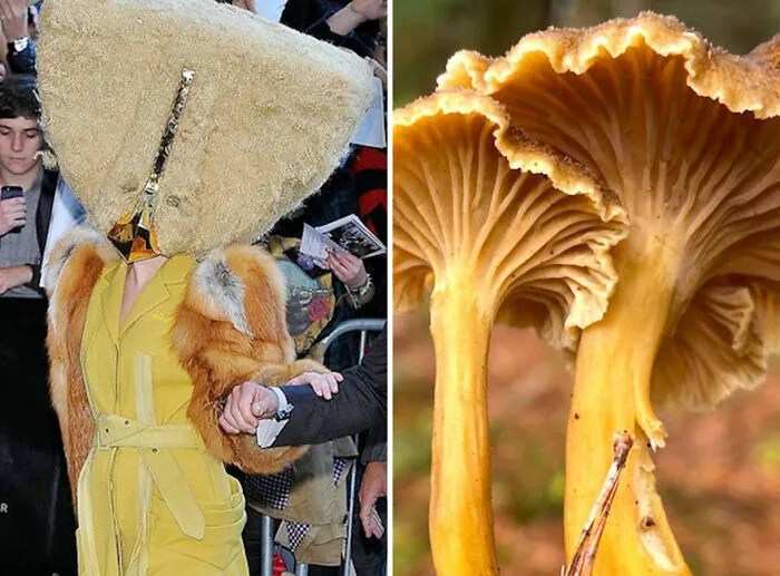 This Girl Is Comparing Lady Gaga's Looks To Mushrooms, And The Resemblance Is Surprising (20 Pics)