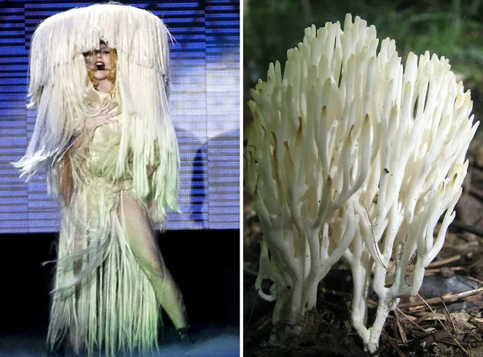 This Girl Is Comparing Lady Gaga's Looks To Mushrooms, And The Resemblance Is Surprising (20 Pics)