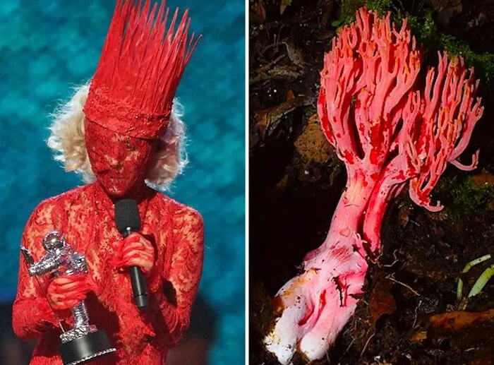 This Girl Is Comparing Lady Gaga's Looks To Mushrooms, And The Resemblance Is Surprising (20 Pics)