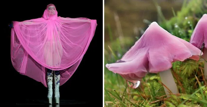 This Girl Is Comparing Lady Gaga's Looks To Mushrooms, And The Resemblance Is Surprising (20 Pics)