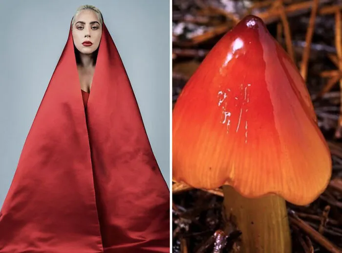 This Girl Is Comparing Lady Gaga's Looks To Mushrooms, And The Resemblance Is Surprising (20 Pics)
