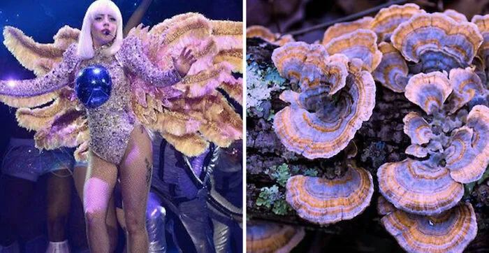 This Girl Is Comparing Lady Gaga's Looks To Mushrooms, And The Resemblance Is Surprising (20 Pics)