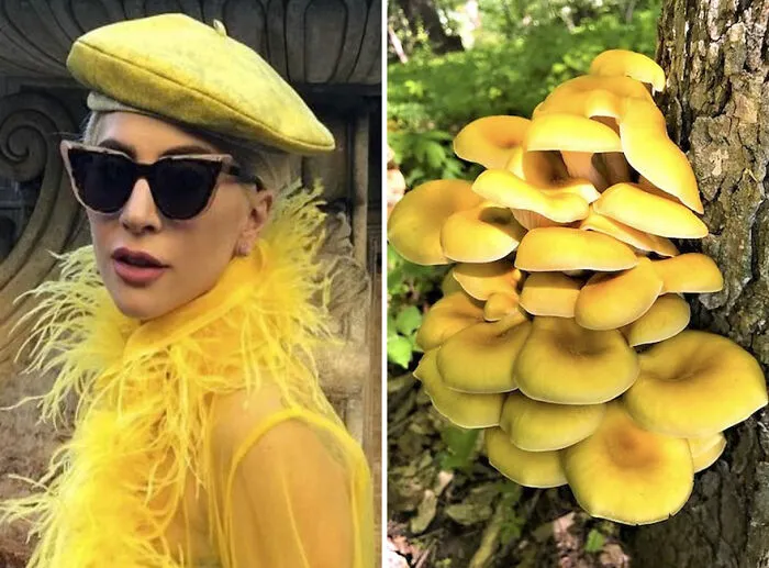 This Girl Is Comparing Lady Gaga's Looks To Mushrooms, And The Resemblance Is Surprising (20 Pics)