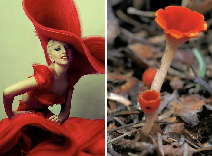 This Girl Is Comparing Lady Gaga's Looks To Mushrooms, And The Resemblance Is Surprising (20 Pics)