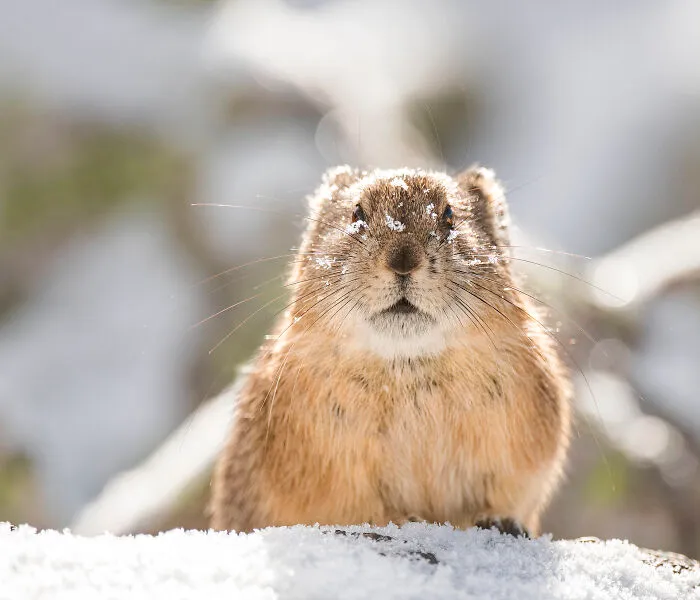 Someone's Been Digging In The Snow!