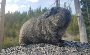 The Many Adventures Of Two Guinea Pigs And A Rabbit (10 Pics)
