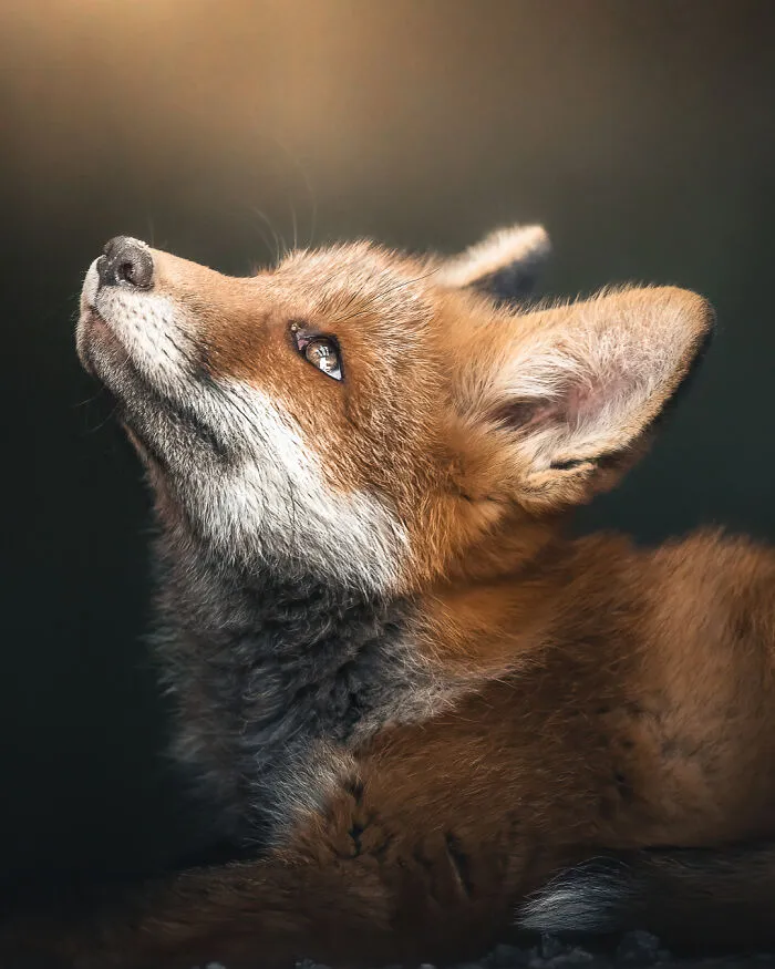 After 3 Years Of Tracking And Studying Red Foxes, I Have Finally Earned Their Trust To Photograph Them Up Close (26 Pics)