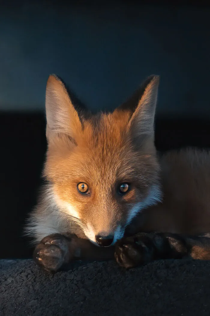 I Tried To Make My Way To Get To Red Foxes And I Finally Earned Their Trust To Photograph Them Up Close (30 Pics)