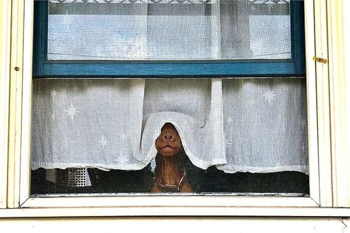 This Instagram Account Features Amusing Street Photographs And Has More Than 500 Thousand Followers (30 Pics)