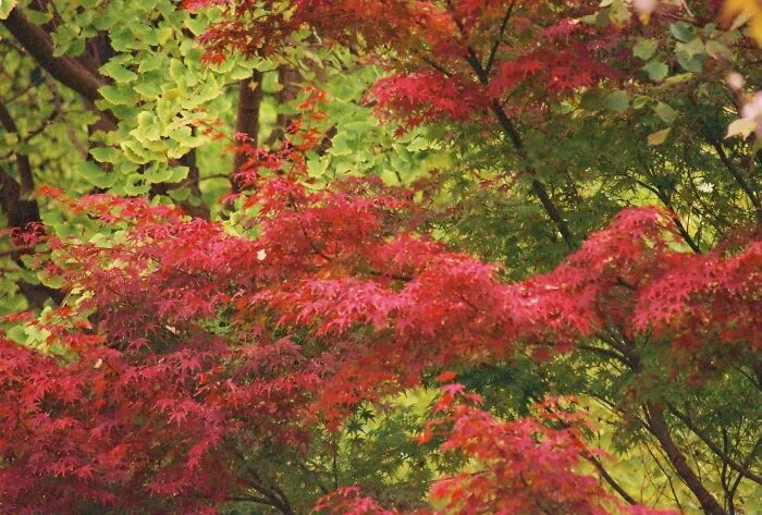 Autumn In Tokyo