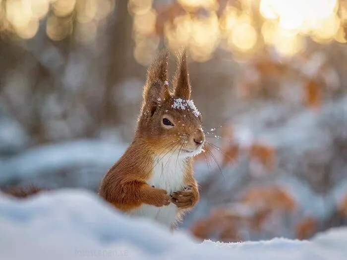 Who Threw That?