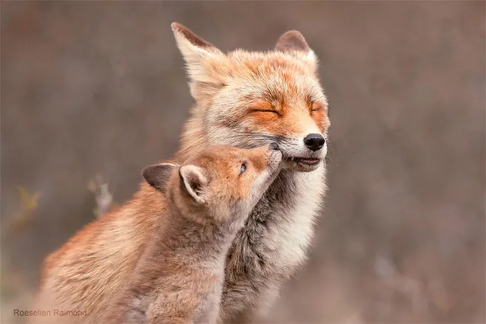 Mis 29 fotos de zorros mostrando amor podrían ser lo que necesitas hoy