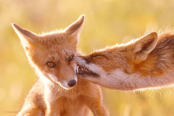 A Little Rough Love