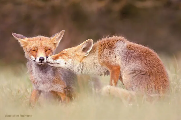 Mis 29 fotos de zorros mostrando amor podrían ser lo que necesitas hoy