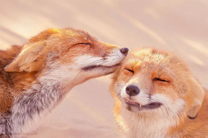 Mis 29 fotos de zorros mostrando amor podrían ser lo que necesitas hoy