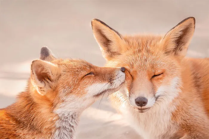 Mis 29 fotos de zorros mostrando amor podrían ser lo que necesitas hoy