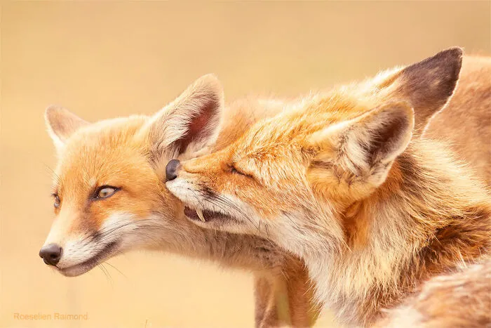 A Kiss In ‘Got To Clean That Face’ Disguise