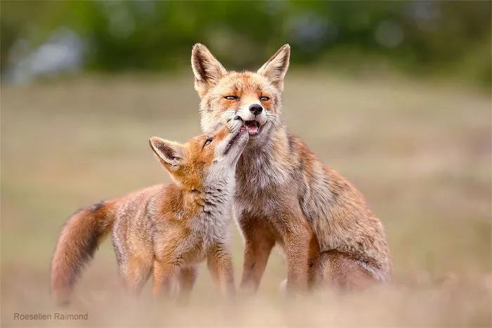 Mis 29 fotos de zorros mostrando amor podrían ser lo que necesitas hoy