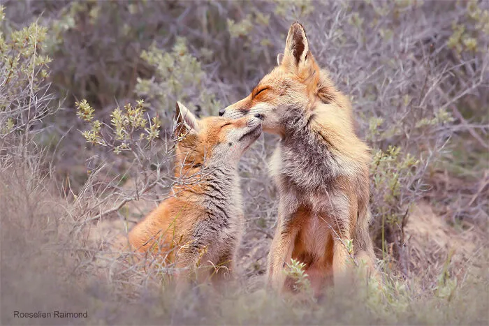 Mis 29 fotos de zorros mostrando amor podrían ser lo que necesitas hoy