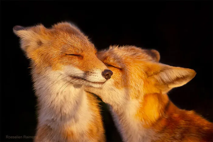 Mis 29 fotos de zorros mostrando amor podrían ser lo que necesitas hoy