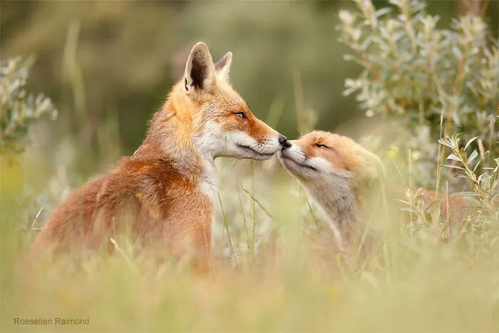 Mis 29 fotos de zorros mostrando amor podrían ser lo que necesitas hoy