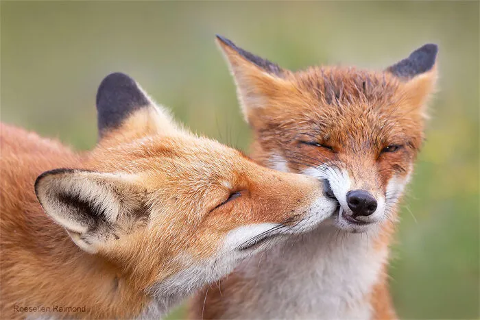 Mis 29 fotos de zorros mostrando amor podrían ser lo que necesitas hoy