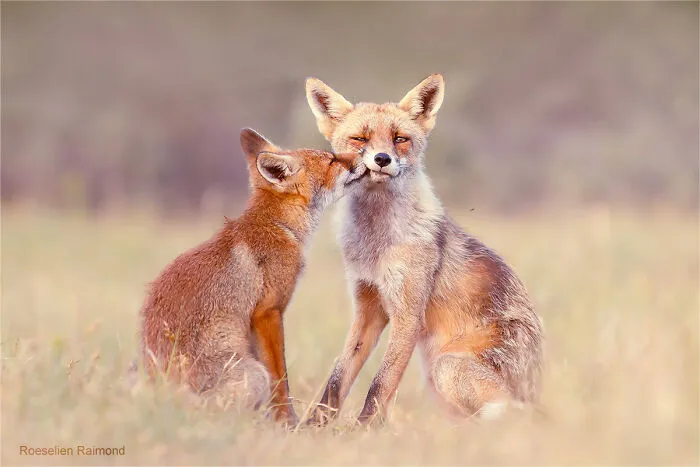 Mis 29 fotos de zorros mostrando amor podrían ser lo que necesitas hoy