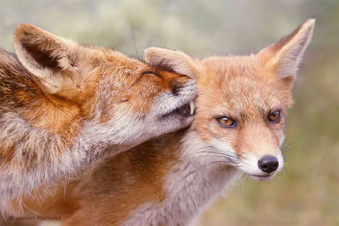 Mis 29 fotos de zorros mostrando amor podrían ser lo que necesitas hoy