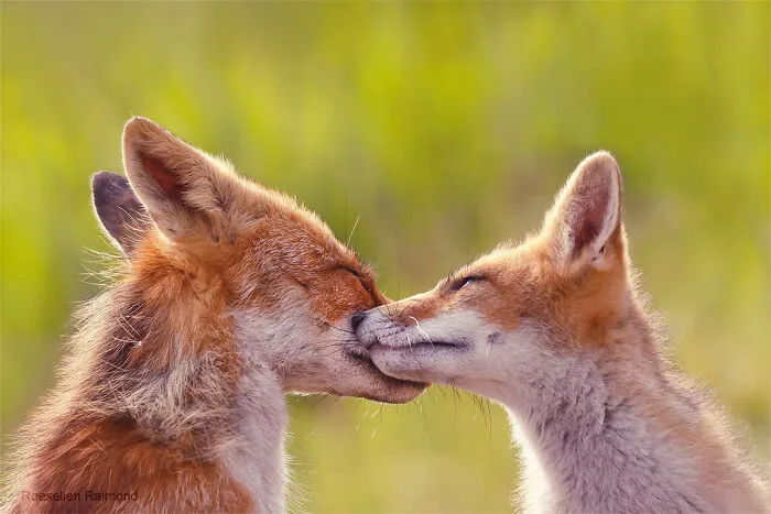 Mis 29 fotos de zorros mostrando amor podrían ser lo que necesitas hoy