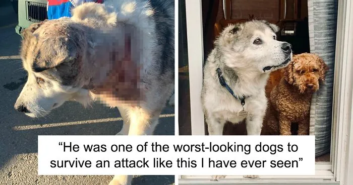 Man Adopts Abandoned Senior Husky And Sheds Light On Important Issues