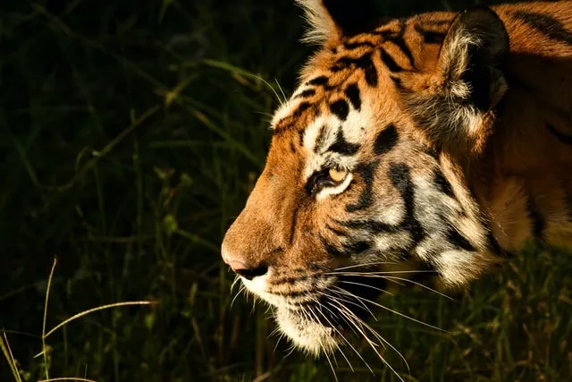 I Found Out These 8 Incredible Facts Of Bengal Tigers Of India's National Parks That Will Blow Your Mind
